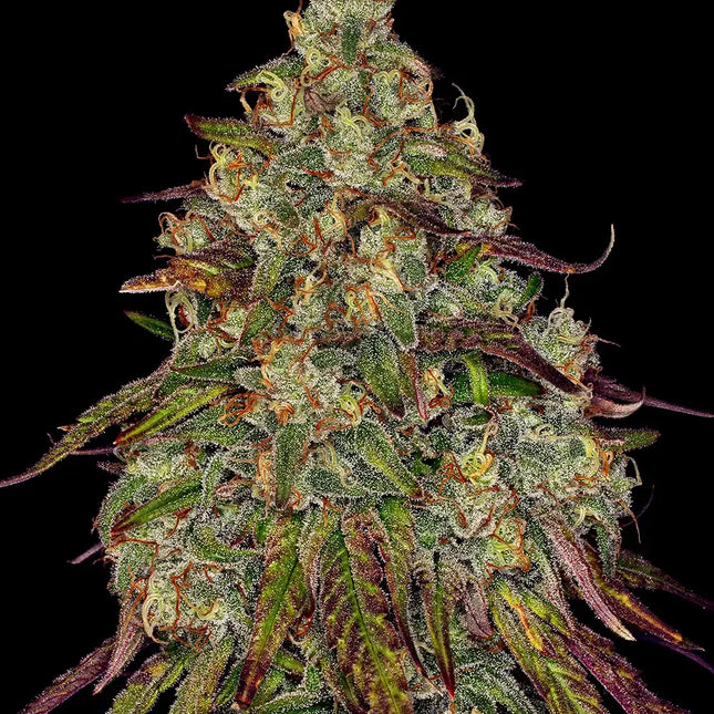Barney's Farm Amnesia Lemon (Barney's Farm)