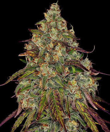 Barney's Farm Amnesia Lemon (Barney's Farm)