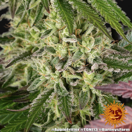 Barney's Farm Amnesia Lemon (Barney's Farm)