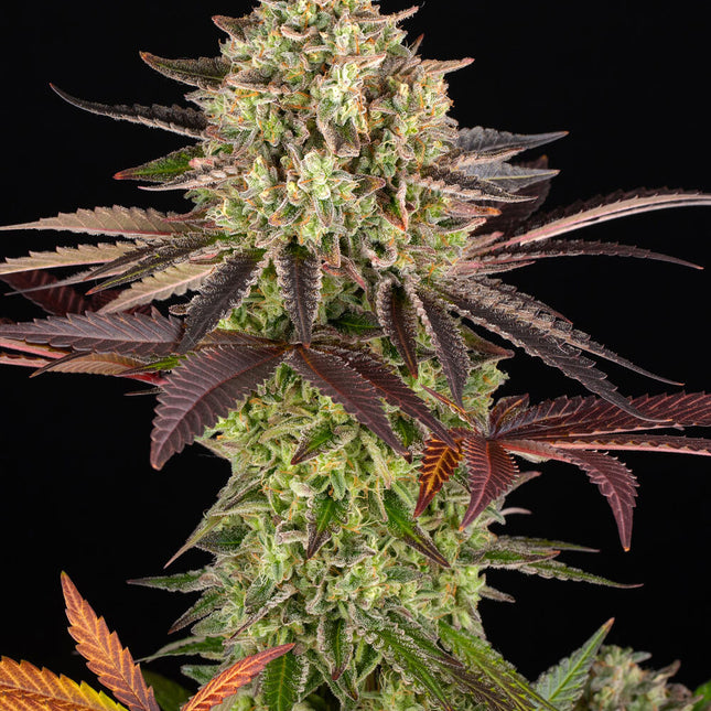 Barney's Farm Apple Fritter