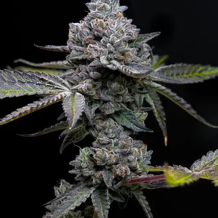 Barney's Farm Apple Fritter (Barney's Farm)