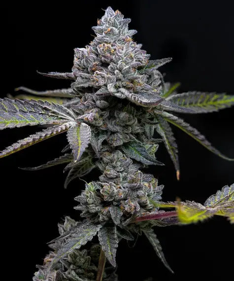 Barney's Farm Apple Fritter (Barney's Farm)