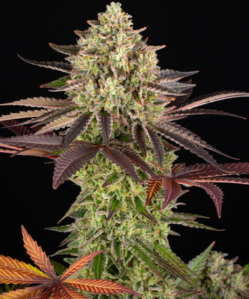 Barney's Farm Apple Fritter (Barney's Farm)