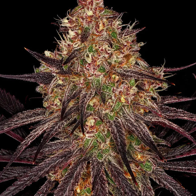 Barney's Farm Ayahuasca Purple