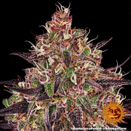 Barney's Farm Ayahuasca Purple