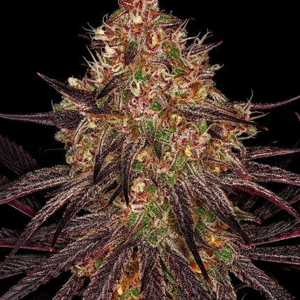 Barney's Farm Ayahuasca Purple (Barney's Farm)