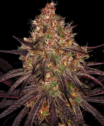 Barney's Farm Ayahuasca Purple (Barney's Farm)