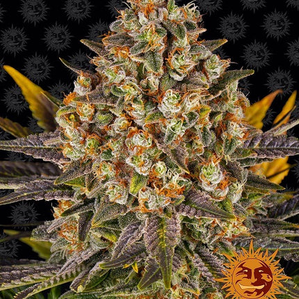 Barney's Farm Banana Punch
