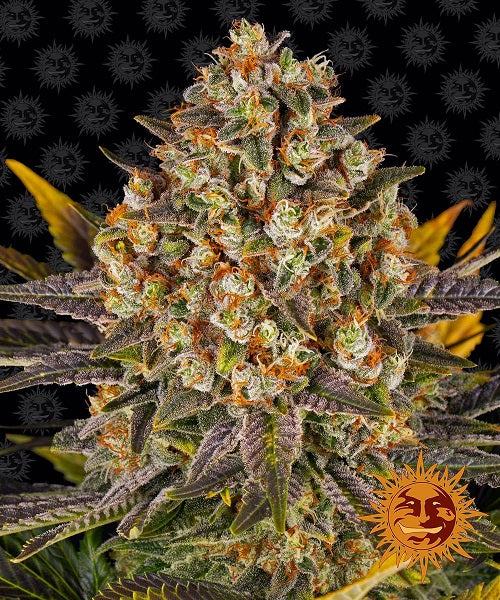 Barney's Farm Banana Punch (Barney's Farm)
