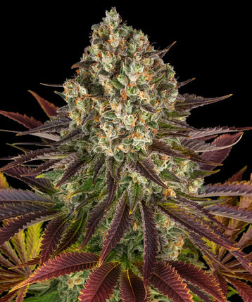 Barney's Farm Biscotti