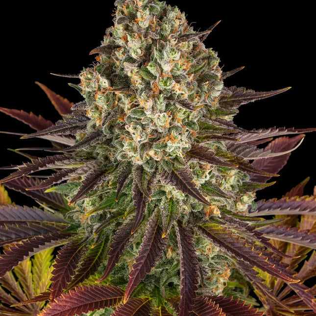 Barney's Farm Biscotti (Barney's Farm)
