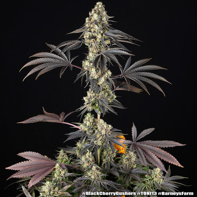 Barney's Farm Black Cherry Gushers