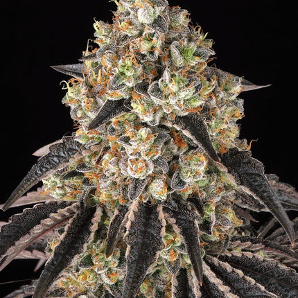 Barney's Farm Black Cherry Gushers (Barney's Farm)