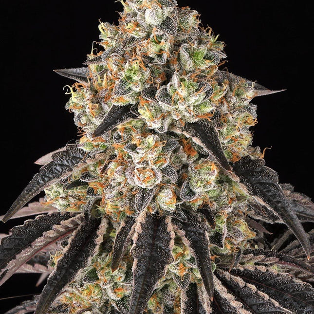 Barney's Farm Black Cherry Gushers (Barney's Farm)