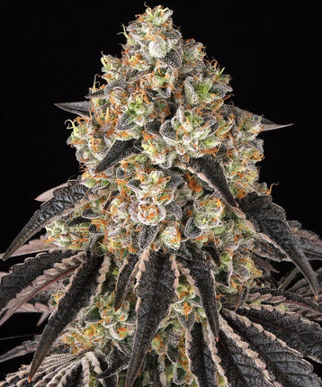 Barney's Farm Black Cherry Gushers (Barney's Farm)