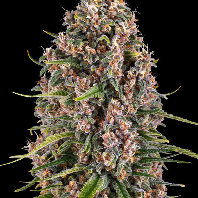Barney's Farm Blue Cheese