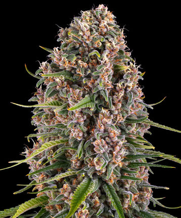 Barney's Farm Blue Cheese