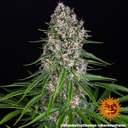 Barney's Farm Blue Cheese
