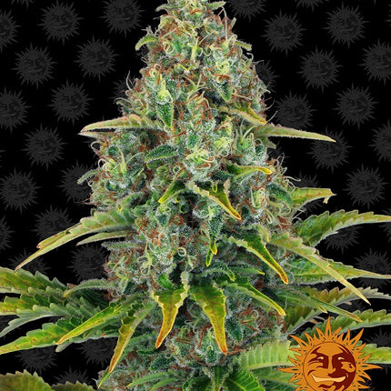 Barney's Farm Blue Cheese Auto (5 Zaden)