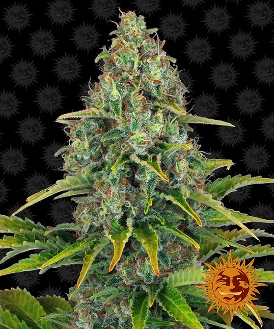 Barney's Farm Blue Cheese Auto (5 Zaden) (Barney's Farm)