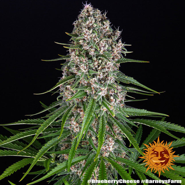 Barney's Farm Blue Cheese (Barney's Farm)