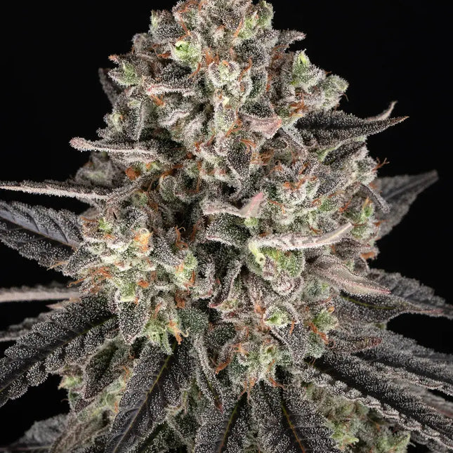 Barney's Farm Blue Dream