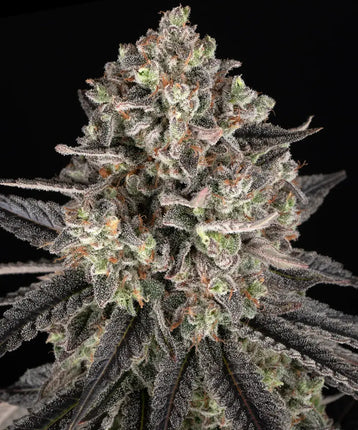 Barney's Farm Blue Dream
