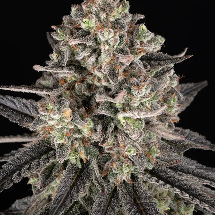 Barney's Farm Blue Dream (Barney's Farm)