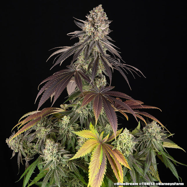 Barney's Farm Blue Dream (Barney's Farm)