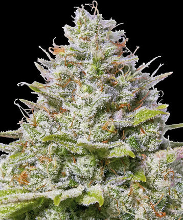 Barney's Farm Blue Gelato 41