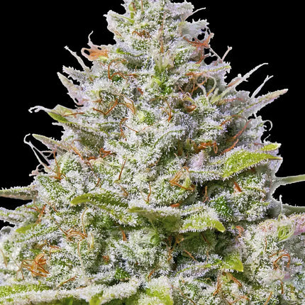 Barney's Farm Blue Gelato 41 (Barney's Farm)