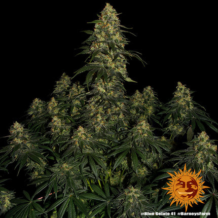 Barney's Farm Blue Gelato 41 (Barney's Farm)