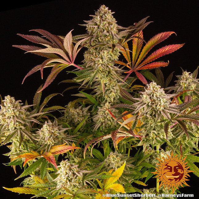 Barney's Farm Blue Sunset Sherbert