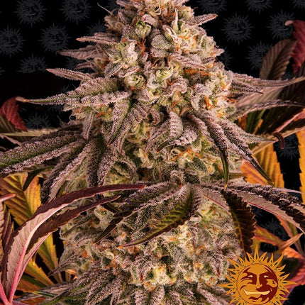 Barney's Farm Blue Sunset Sherbert (Barney's Farm)