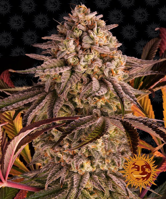 Barney's Farm Blue Sunset Sherbert (Barney's Farm)