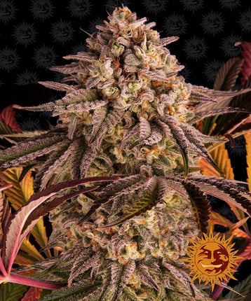 Barney's Farm Blue Sunset Sherbert (Barney's Farm)