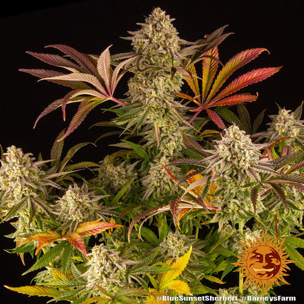 Barney's Farm Blue Sunset Sherbert (Barney's Farm)
