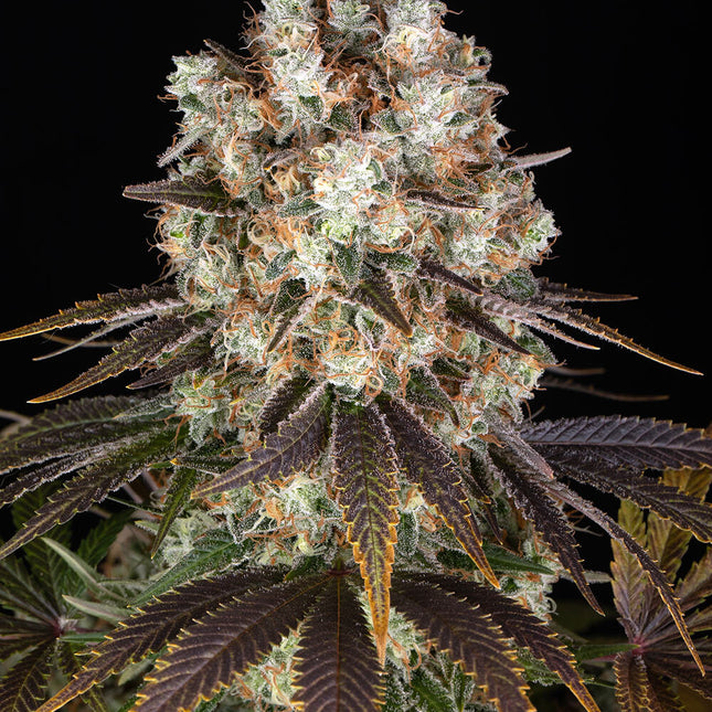 Barney's Farm Bruce Banner