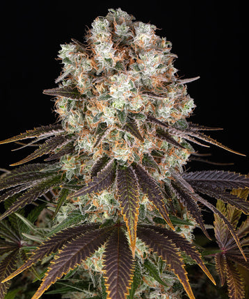 Barney's Farm Bruce Banner