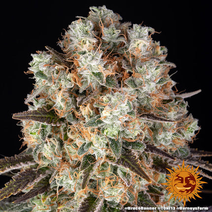 Barney's Farm Bruce Banner