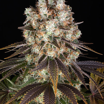 Barney's Farm Bruce Banner (Barney's Farm)