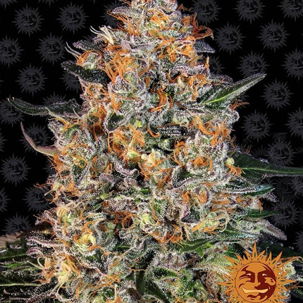 Barney's Farm Bubba Kush