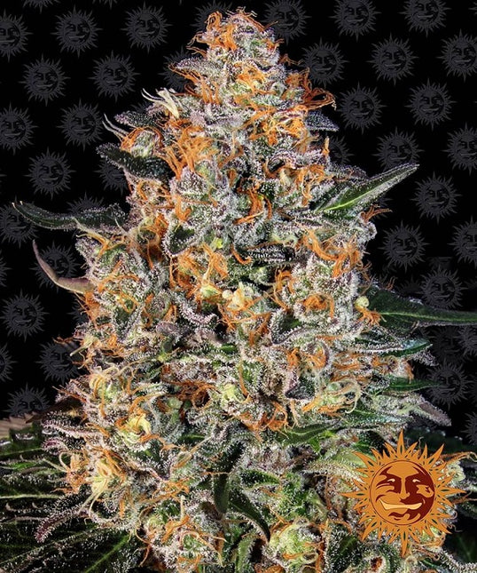Barney's Farm Bubba Kush (Barney's Farm)