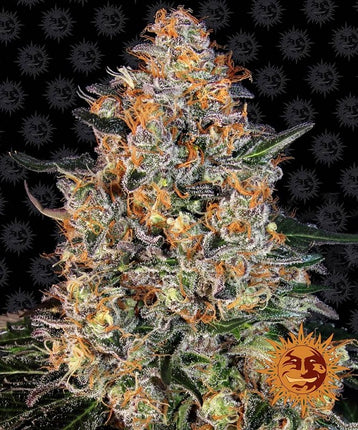 Barney's Farm Bubba Kush (Barney's Farm)