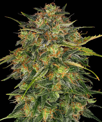 Barney's Farm Cheese