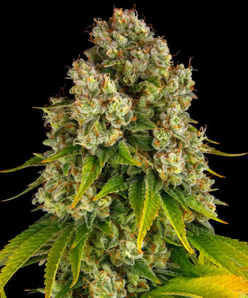 Barney's Farm Cheese Auto