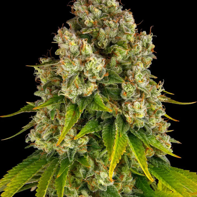 Barney's Farm Cheese Auto (Barney's Farm)