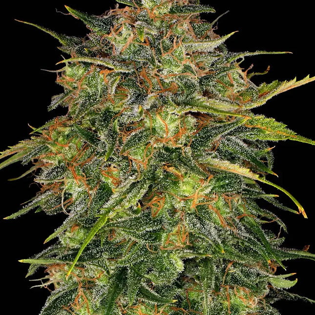 Barney's Farm Cheese (Barney's Farm)
