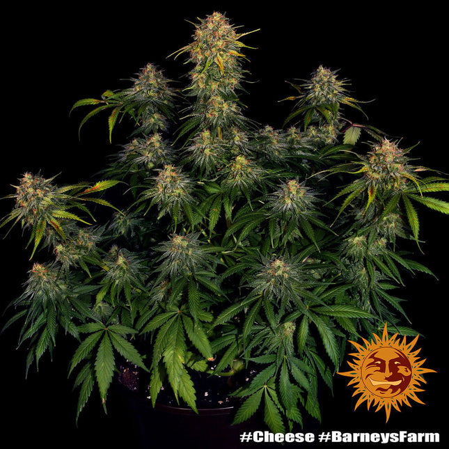 Barney's Farm Cheese (Barney's Farm)