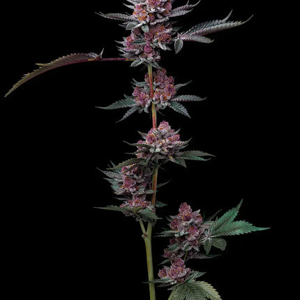 Barney's Farm Cherry Poppers